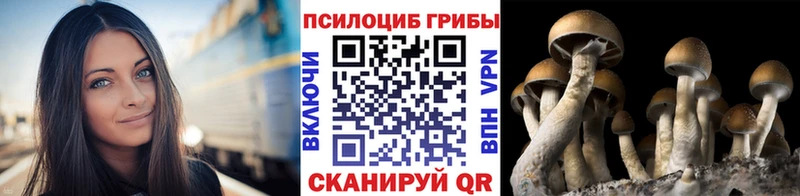 Галлюциногенные грибы Psilocybine cubensis  Астрахань 